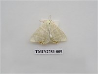 藏品(尺蛾321)的圖片